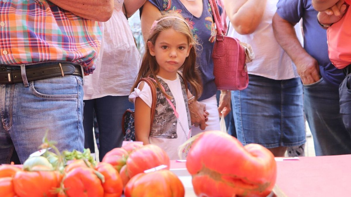 Una niña observando los tomates presentados al XI Concurso de tomates "El Feo de Tudela" en 2018.