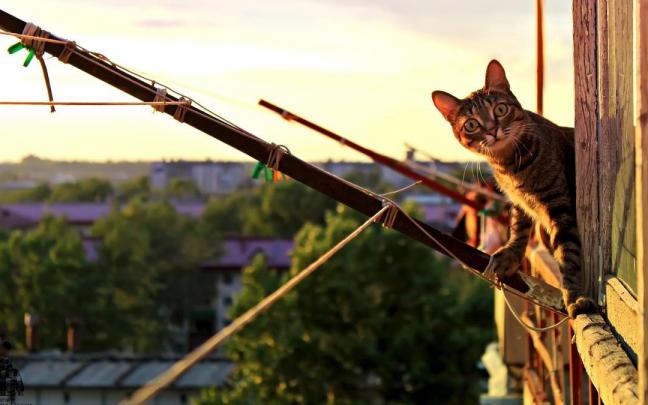 Los gatos son muy aficionados a observar la calle y sus alrededores desde las ventanas, por lo que no dudan en asomarse más de lo debido.