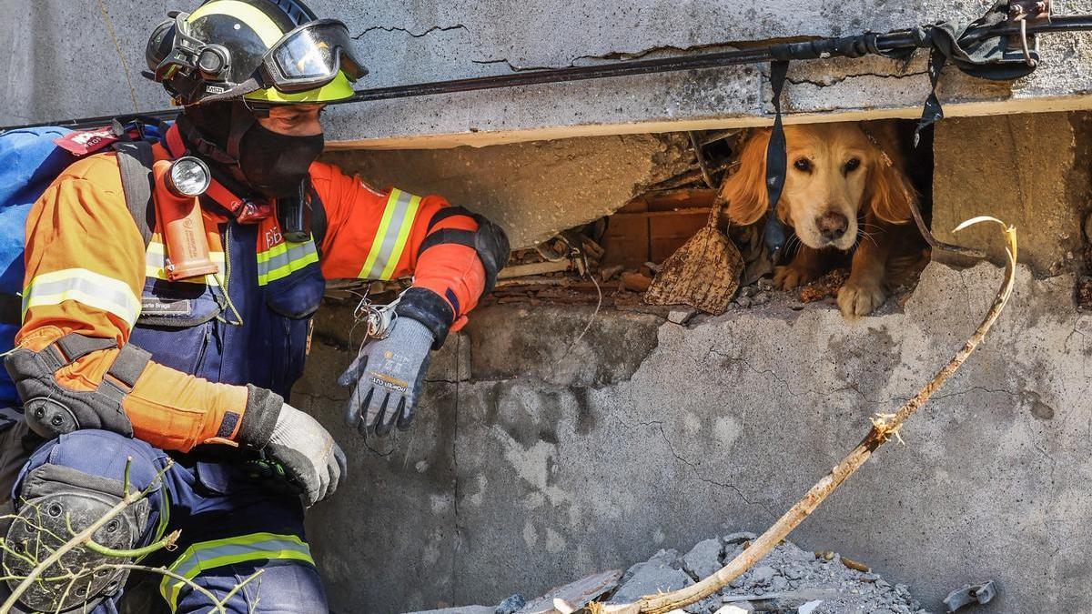 Un bombero portugués trata de calmar a Tarcin, un perro encontrado con vida en Antalya nueve días después del terremoto.