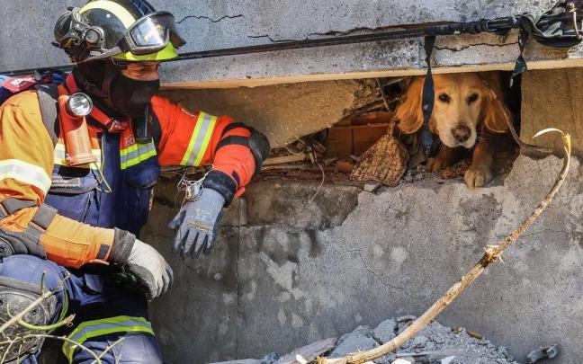 Un bombero portugués trata de calmar a Tarcin, un perro encontrado con vida en Antalya nueve días después del terremoto. Un bombero portugués trata de calmar a Tarcin, un perro encontrado con vida en Antalya nueve días después del terremoto.