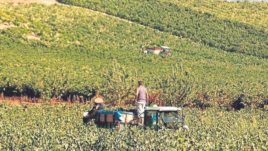 Agricultores vendimiando en medio de un viñedo de Rioja Alavesa