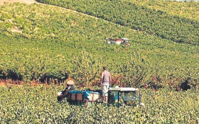 Agricultores vendimiando en medio de un viñedo de Rioja Alavesa