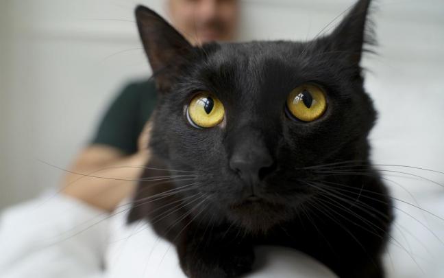 Los gatos ancianos necesitan cuidados específicos y continuos, como los humanos.