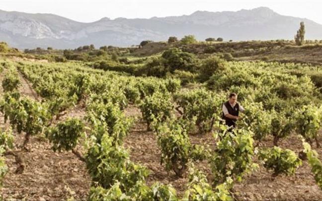 Cultivo de viñedo en Rioja Alavesa Cultivo de viñedo en Rioja Alavesa