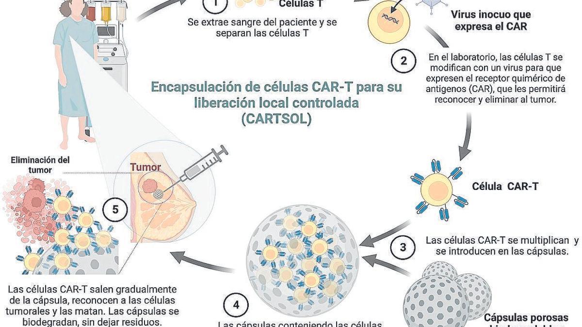 Diseñan biocápsulas que actúan como un “caballo de Troya” para atacar tumores desde dentro | FUENTE: UNIVERSIDADE DE SANTIAGO DE COMPOSTELA