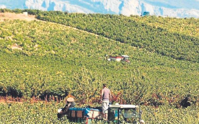 Trabajo en el viñedo.