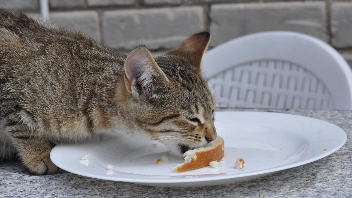 Hay gatos a los que les gusta el pan, por lo que hay que tener mucho cuidado en evitar que lo ingieran.