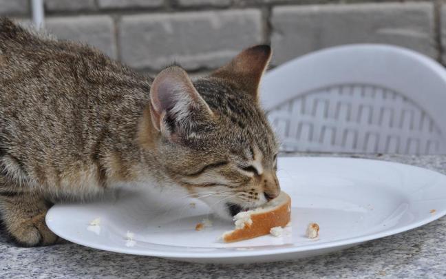 Hay gatos a los que les gusta el pan, por lo que hay que tener mucho cuidado en evitar que lo ingieran. Hay gatos a los que les gusta el pan, por lo que hay que tener mucho cuidado en evitar que lo ingieran.