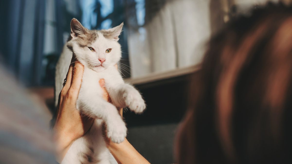 Nueve señales que confirman que tu gato te quiere - Onda Vasca