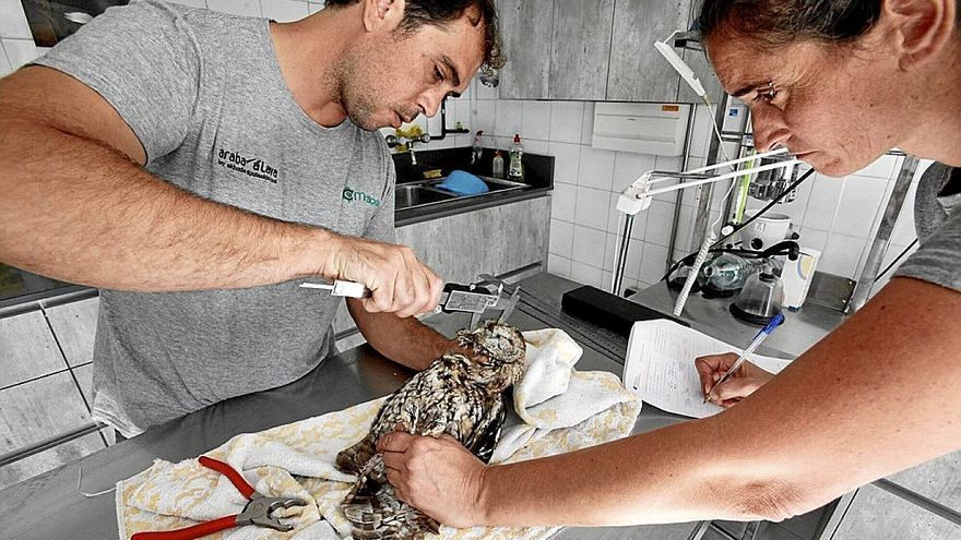 mártioda cura al 67% de los 814 animales heridos ingresados