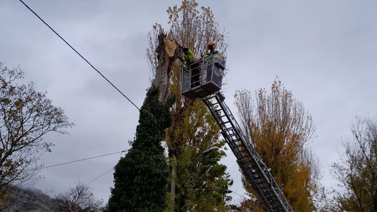 Los bomberos retiran el cableado del árbol