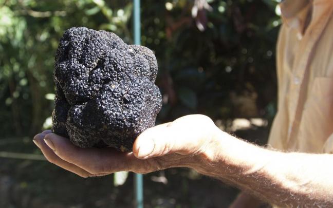 Trufa negra.