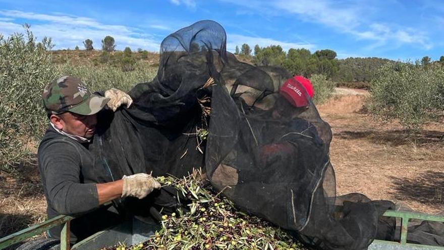 Dos trabajadores recogen olivas