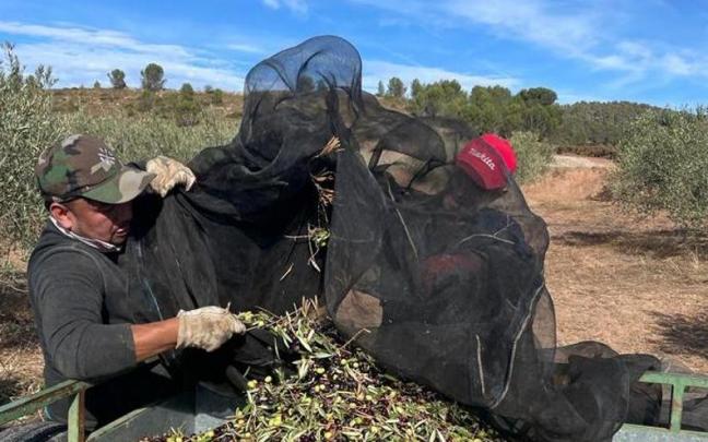 Dos trabajadores recogen olivas