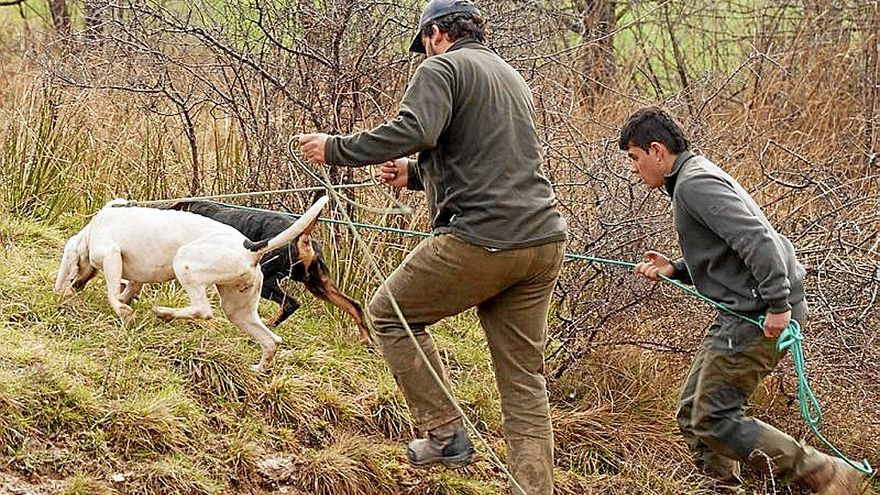 Dos cazadores con dos perros durante el rastreo de jabalíes.