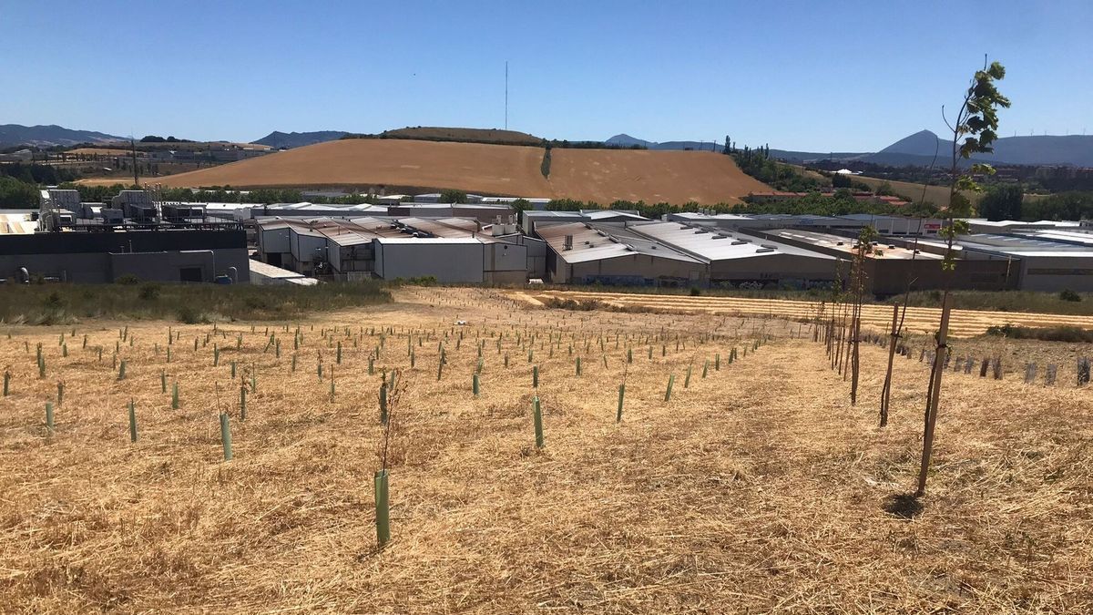 Imagen de la primera hectárea del bosque plantado en Agustinos.