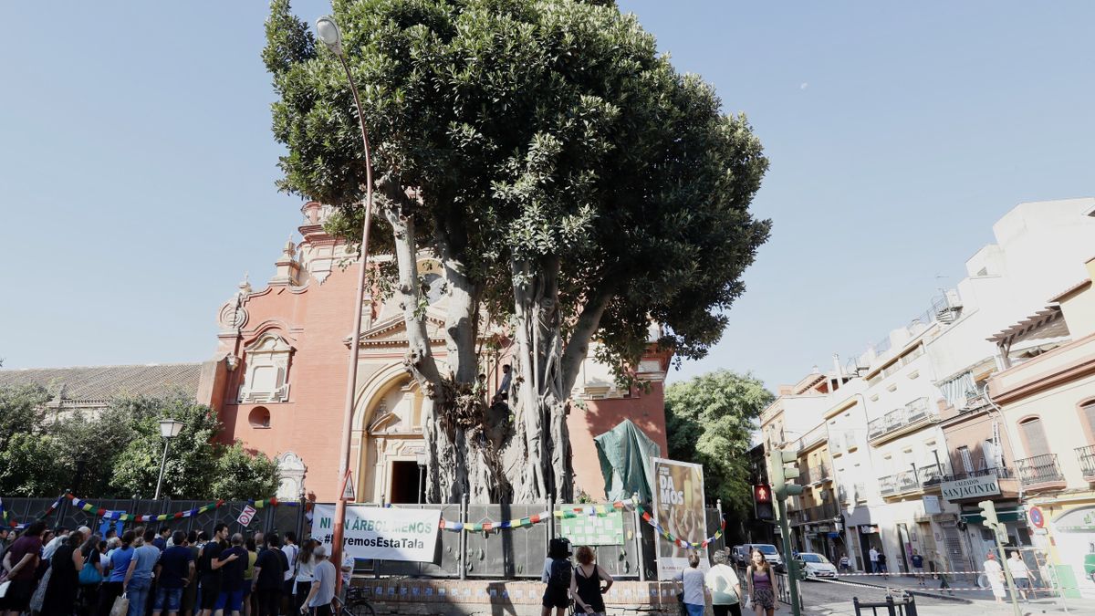 El centenario ficus de la Iglesia de San Jacinto de Sevilla.