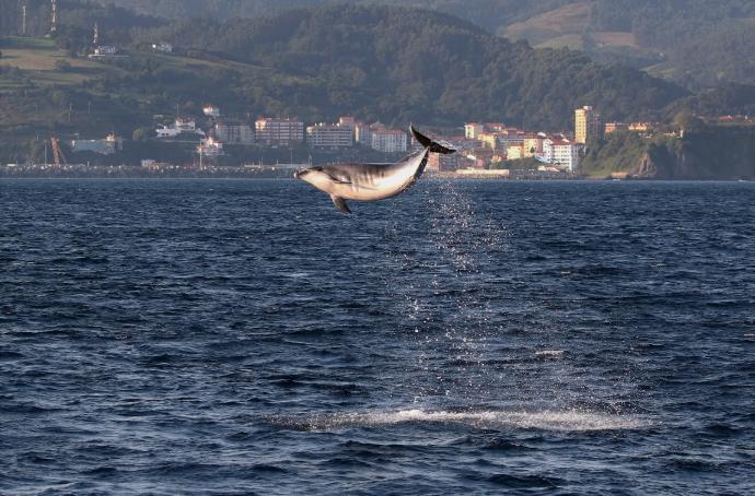 Un delfín mular salta sobre las aguas frente al puerto de Bermeo.