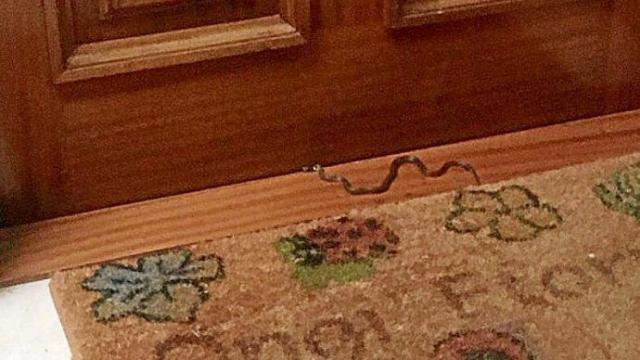 La víbora depositada en el felpudo de un piso de Arimazubi. Foto: N.G.