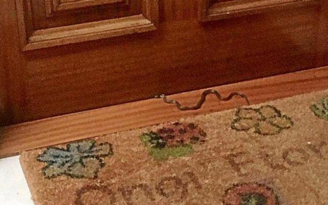 La víbora depositada en el felpudo de un piso de Arimazubi. Foto: N.G.