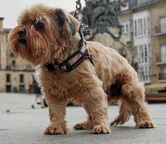 Gasteiz es una ciudad idónea para pasear a las mascotas. Fotos: Jorge Muñoz