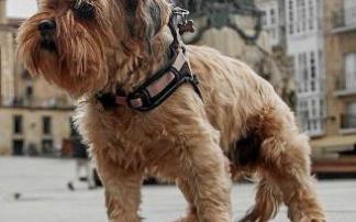 Gasteiz es una ciudad idónea para pasear a las mascotas. Fotos: Jorge Muñoz Gasteiz es una ciudad idónea para pasear a las mascotas. Fotos: Jorge Muñoz