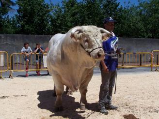 El concurso.