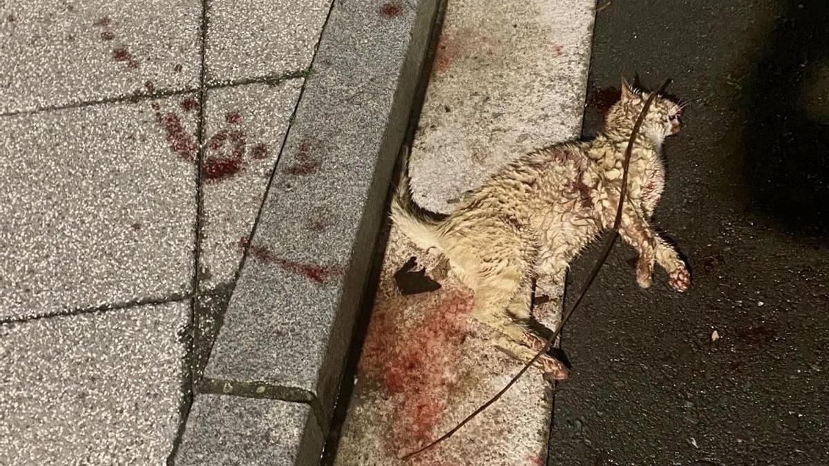 Uno de los gatos muertos en Alegría-Dulantzi