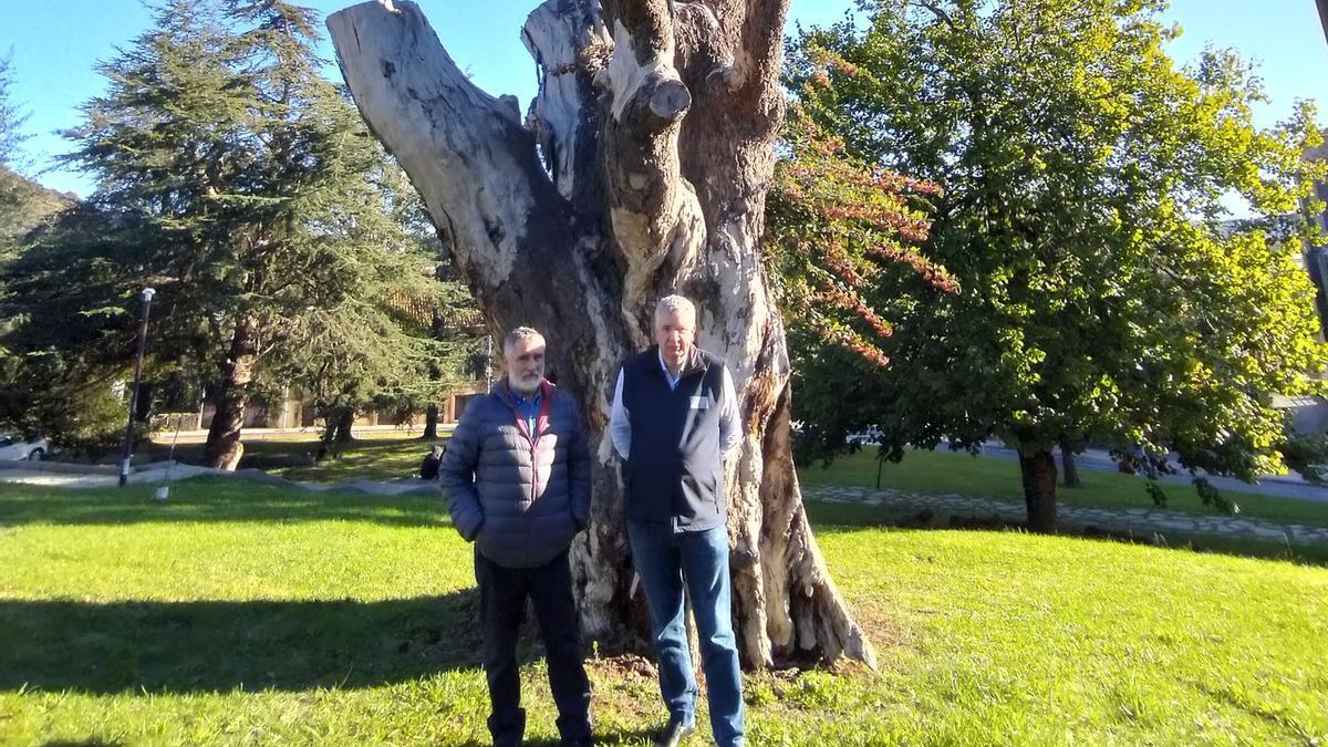 Gorka Urreiztieta y Javier Laiseca, junto al tocón del cedro.