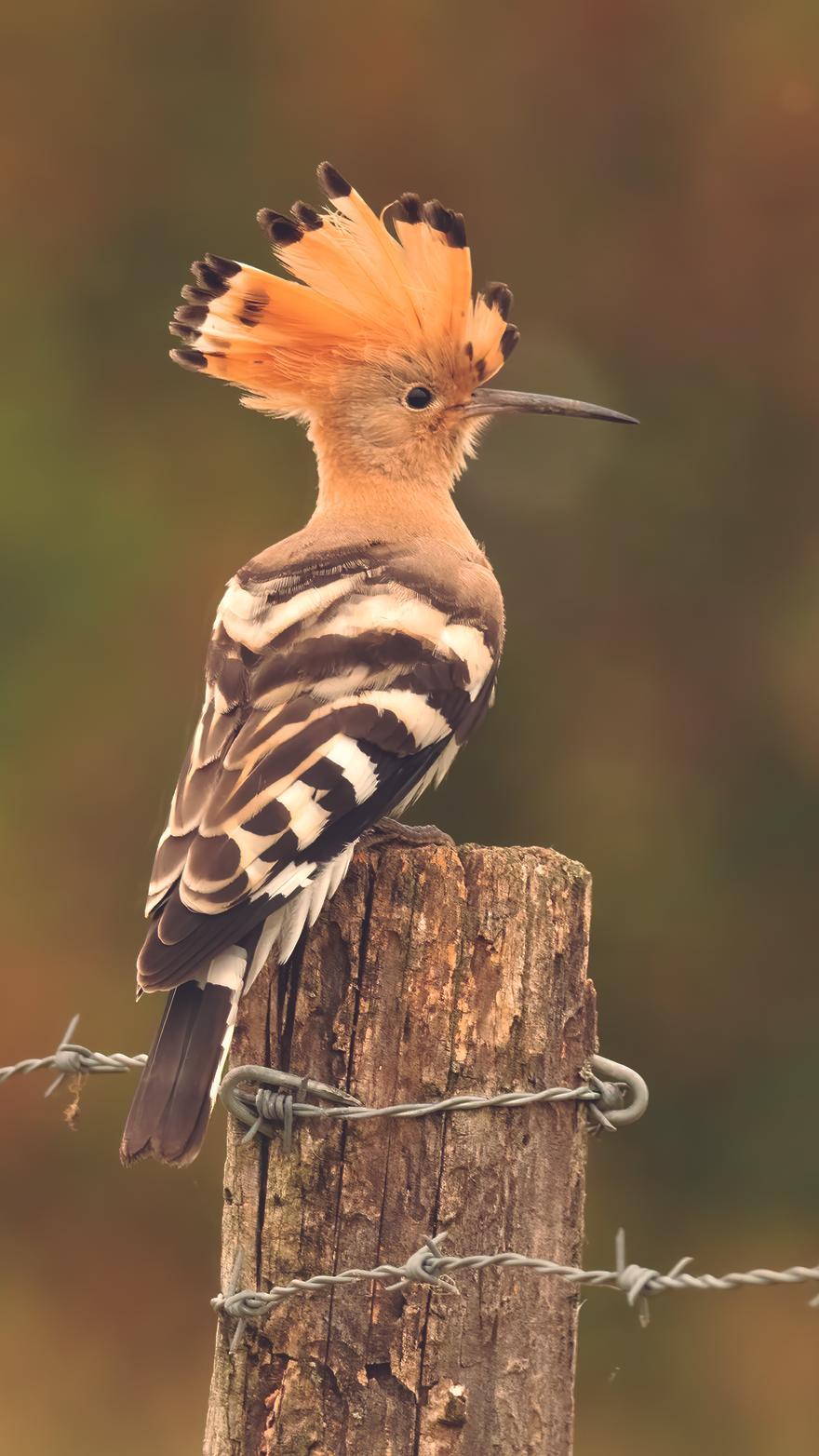 Una abubilla con la característica cresta que corona su cabeza.
