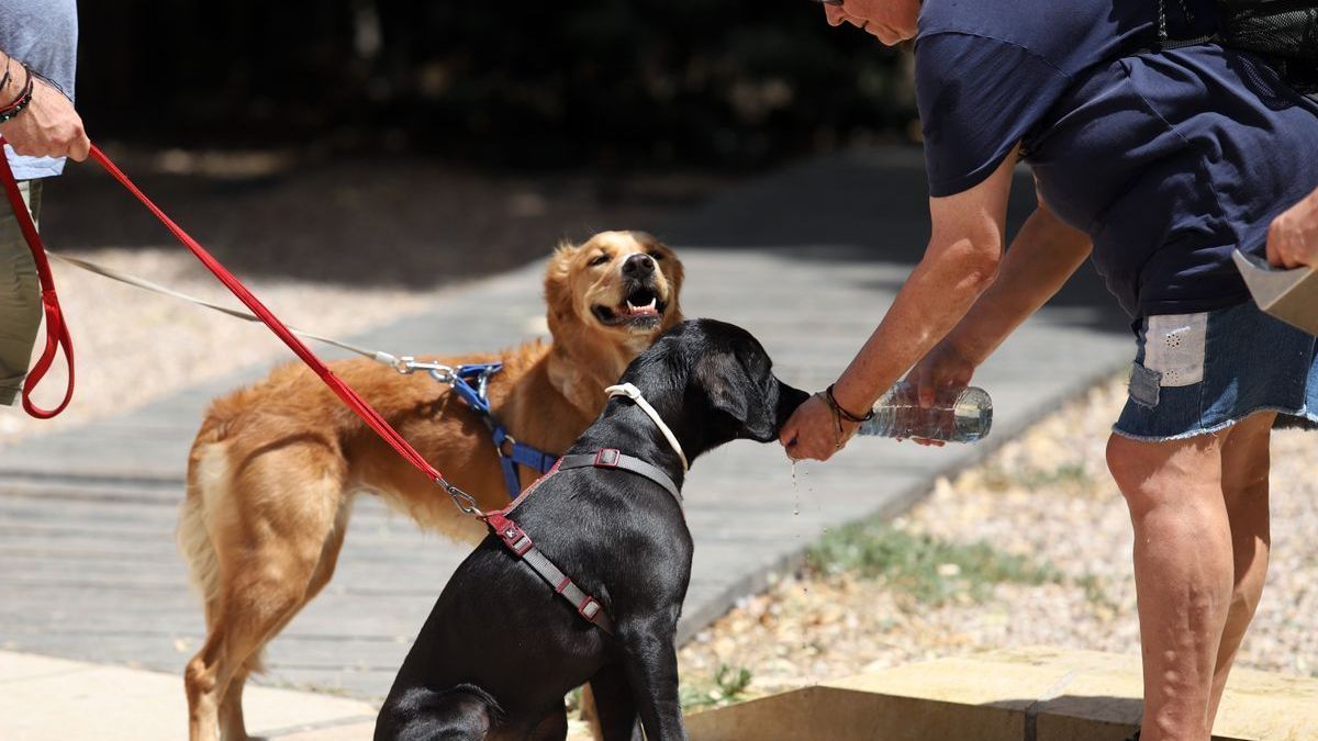 Un hombre da de beber a un perro en plena ola de calor en Málaga.