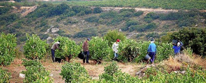 Temporeros vendimiando en Rioja Alavesa durante la actual pandemia. Foto: Pablo José Pérez