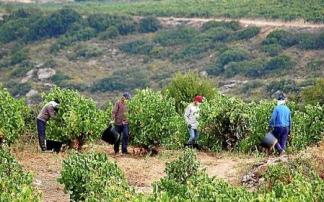 Temporeros vendimiando en Rioja Alavesa durante la actual pandemia. Foto: Pablo José Pérez