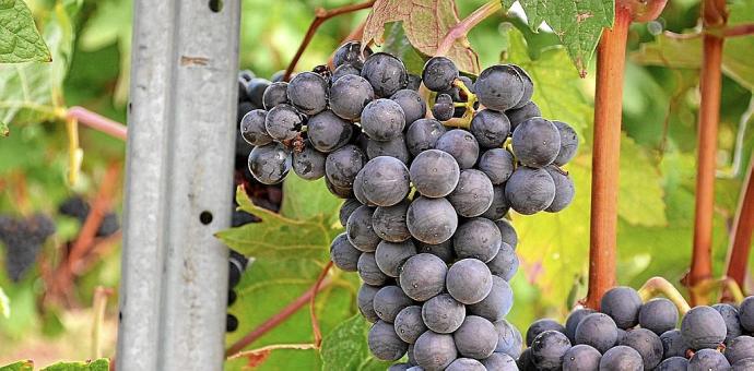 Racimo de uvas en una viña de Rioja Alavesa. Foto: DNA