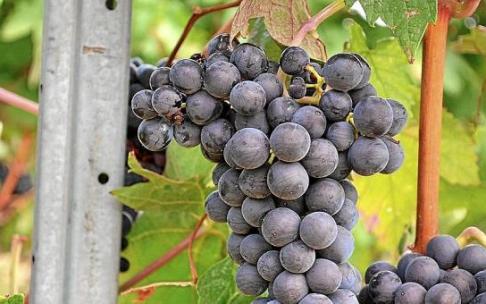 Racimo de uvas en una viña de Rioja Alavesa. Foto: DNA