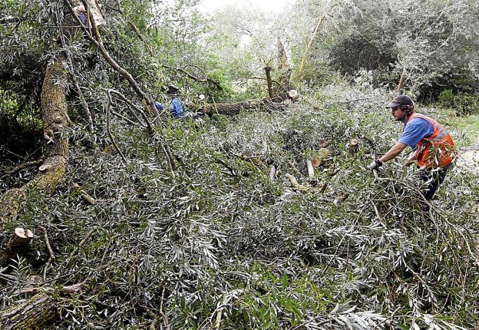 Un trabajador retira ramas de árboles caídas durante una tormenta. Foto: Alex Larretxi