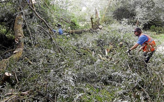Un trabajador retira ramas de árboles caídas durante una tormenta. Foto: Alex Larretxi Un trabajador retira ramas de árboles caídas durante una tormenta. Foto: Alex Larretxi