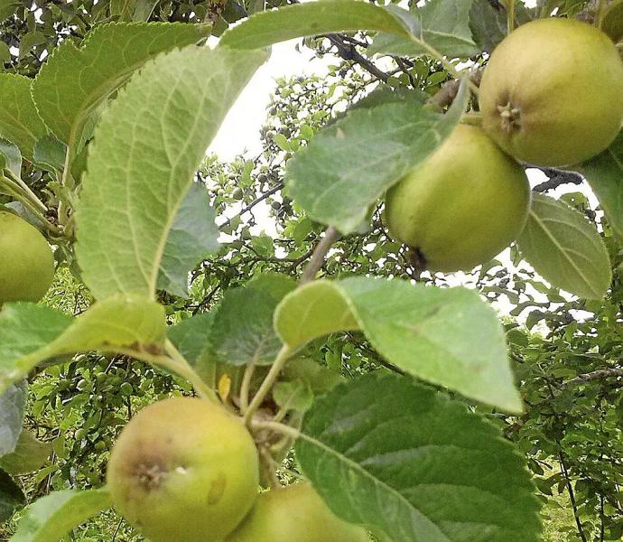 Manzana-pera en un frutal de Montaña Alavesa.