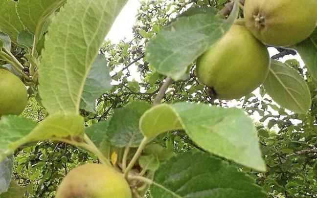 Manzana-pera en un frutal de Montaña Alavesa. Manzana-pera en un frutal de Montaña Alavesa.