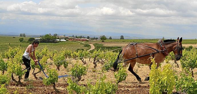 Labor con un equino en un viñedo de Laguardia.