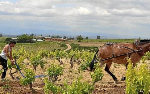 Labor con un equino en un viñedo de Laguardia.
