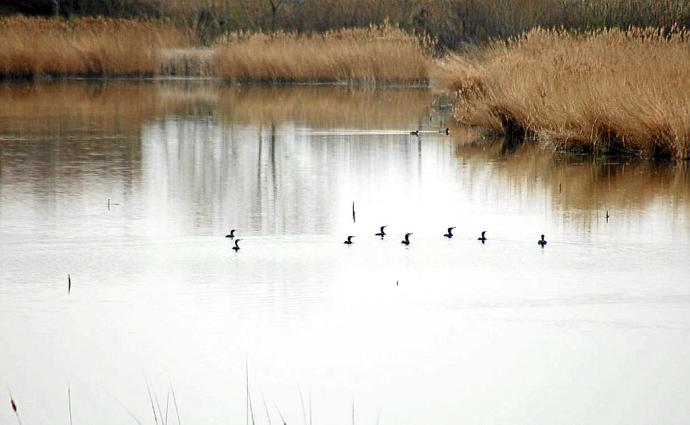 Varias aves en la superficie de la laguna en una imagen de archivo.