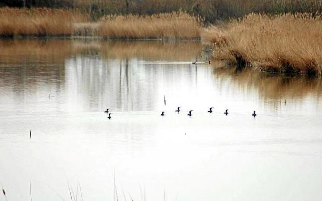 Varias aves en la superficie de la laguna en una imagen de archivo. Varias aves en la superficie de la laguna en una imagen de archivo.