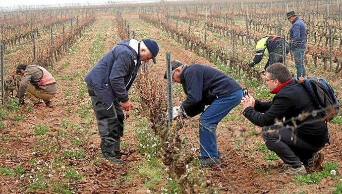 Trabajo en la viña.