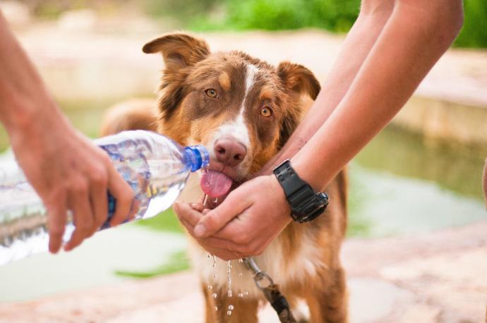 La hidratación de los perros es tan importante como su ejercicio diario o su alimentación.