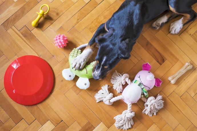 Los juguetes son impresncindibles para que los perros se desarrollen correctamente.