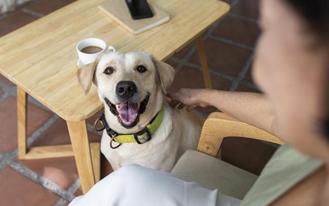 Un perro posa junto a su dueña.