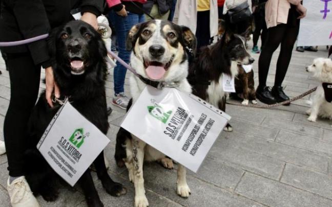 Dos perros en un concentración convocada por Apasos contra los malos tratos a los animales Dos perros en un concentración convocada por Apasos contra los malos tratos a los animales