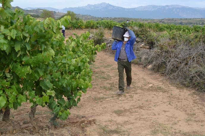 Un temporero vendimiando en un viñedo de Rioja Alavesa.