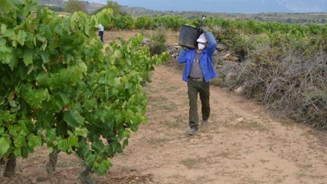 Un temporero vendimiando en un viñedo de Rioja Alavesa.